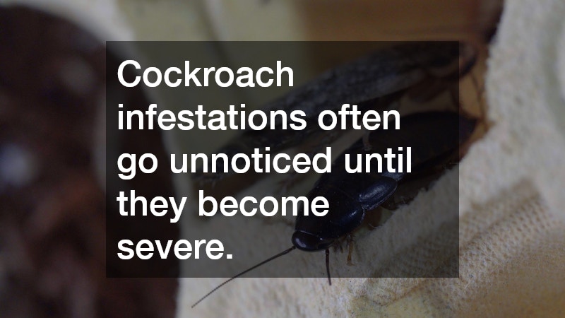 Cockroach infestations often go unnoticed until they become severe.