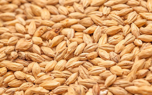 Specialty Malts