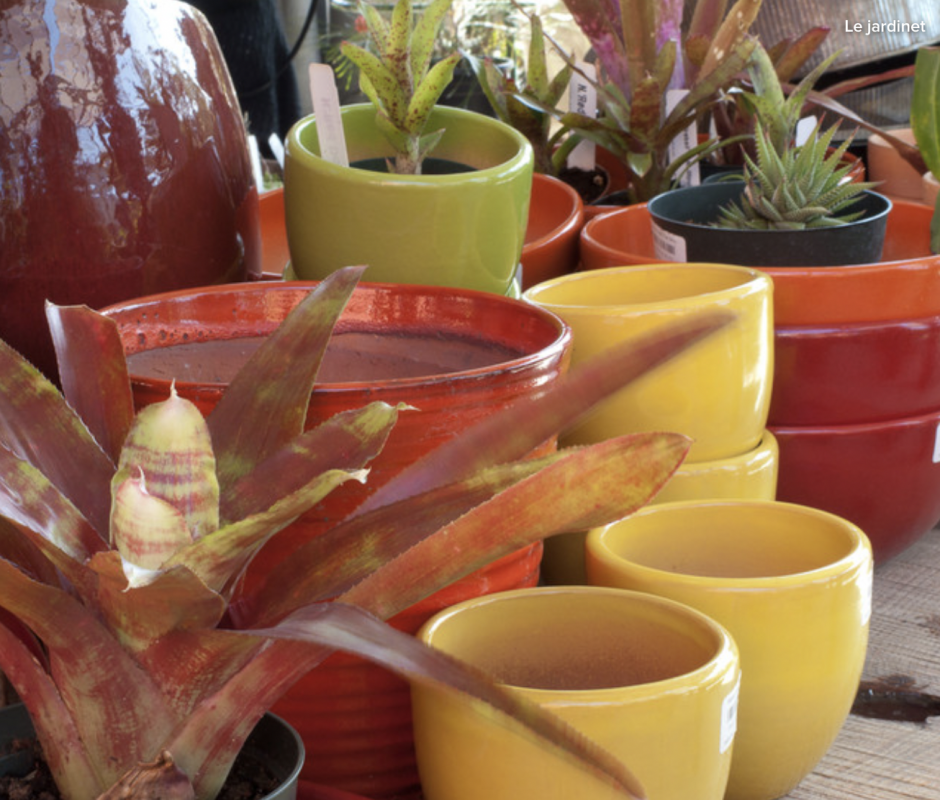 Finding Success with Succulents