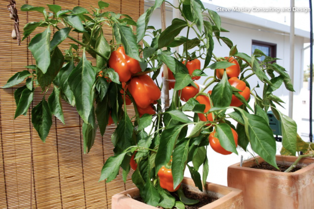 Veggies in Flower Pots? Absolutely!
