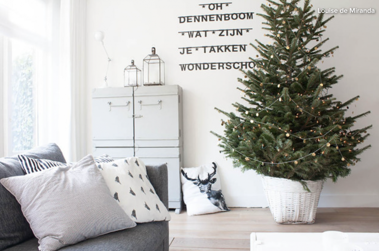 Will Living Christmas Trees Take Root?