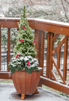 Wintertime Survival Tips (For Ceramic Flower Pots)