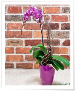 A Few Thoughts On Valentine’s Day