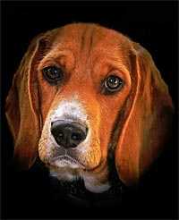 Fine art photography: Beagle Portrait