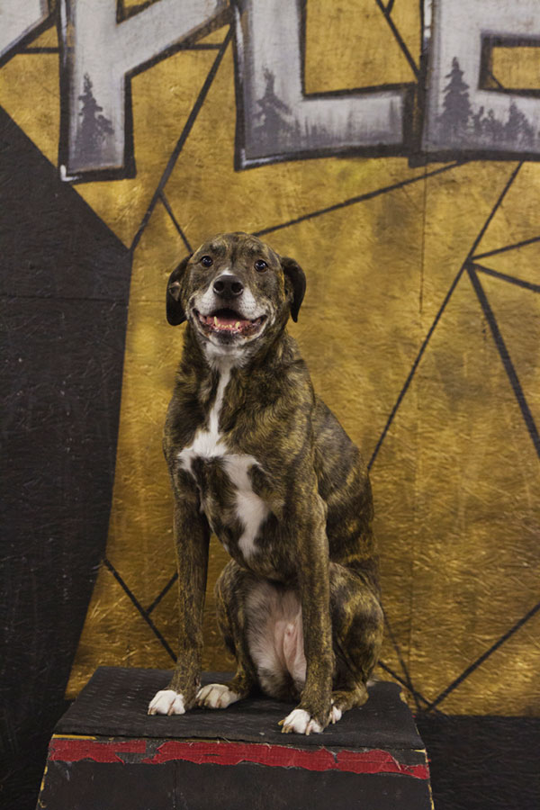 Stella