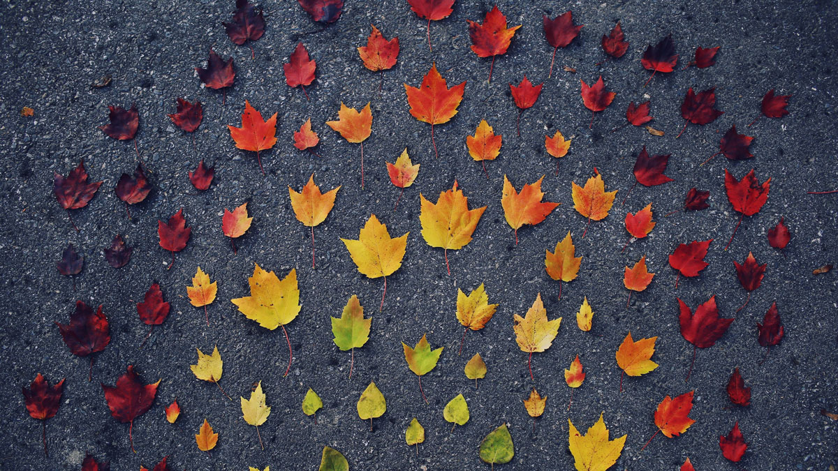 rainbow of fall leaves on the ground