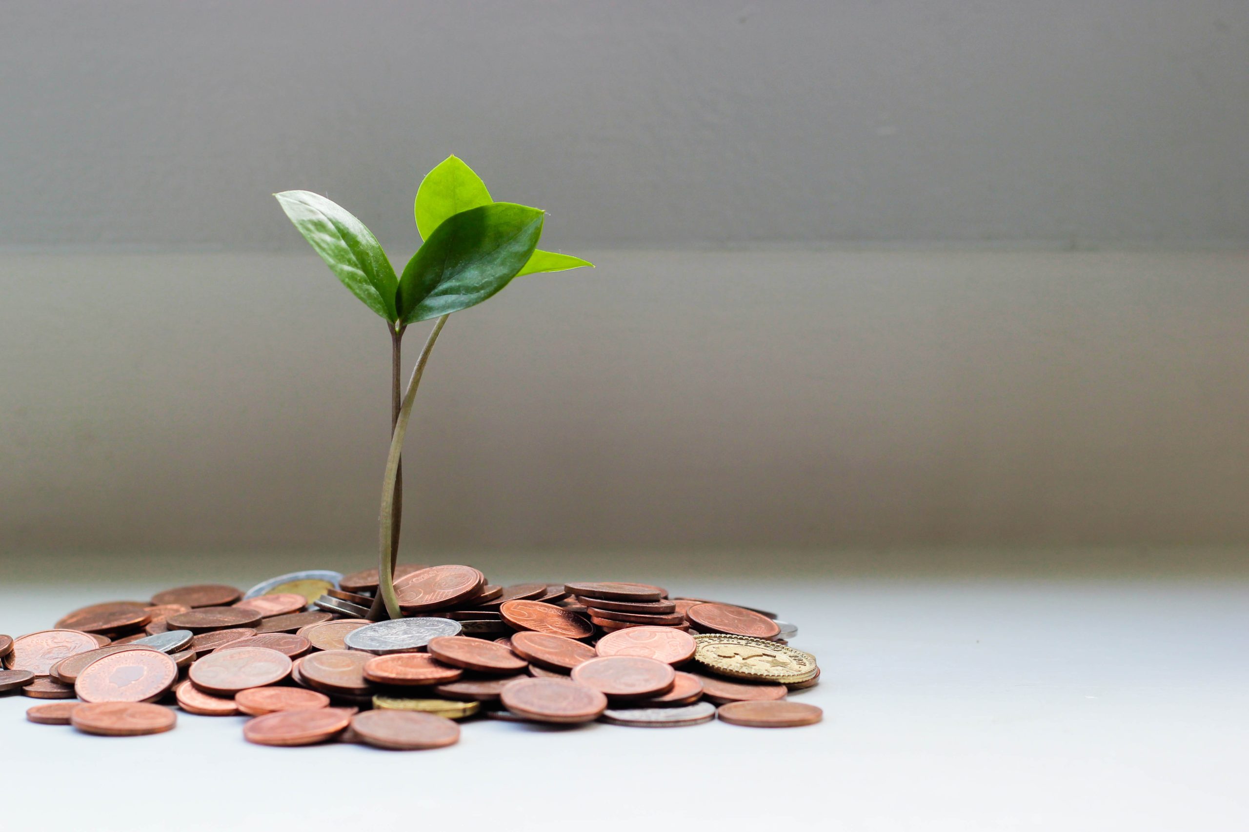 savings tree