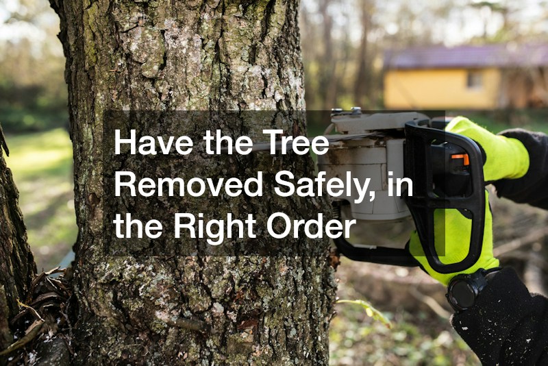 Have the Tree Removed Safely, in the Right Order