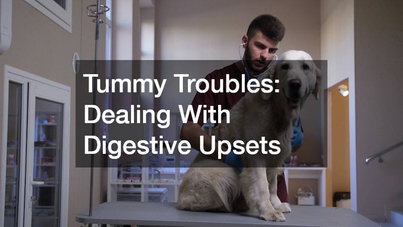 Tummy Troubles: Dealing With Digestive Upsets