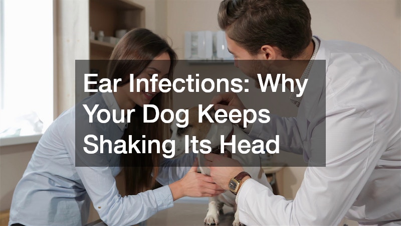 Ear Infections: Why Your Dog Keeps Shaking Its Head