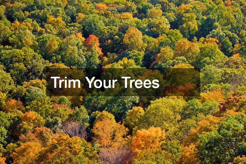 Trim Your Trees
