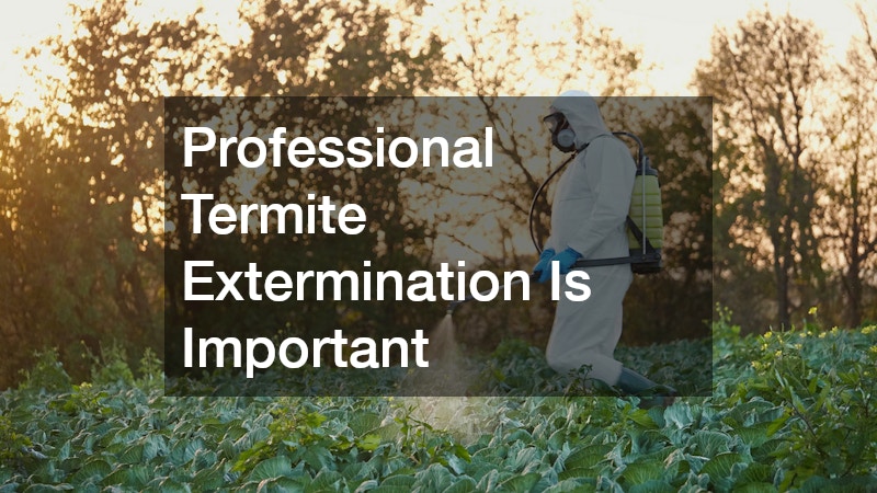 Professional Termite Extermination Is Important