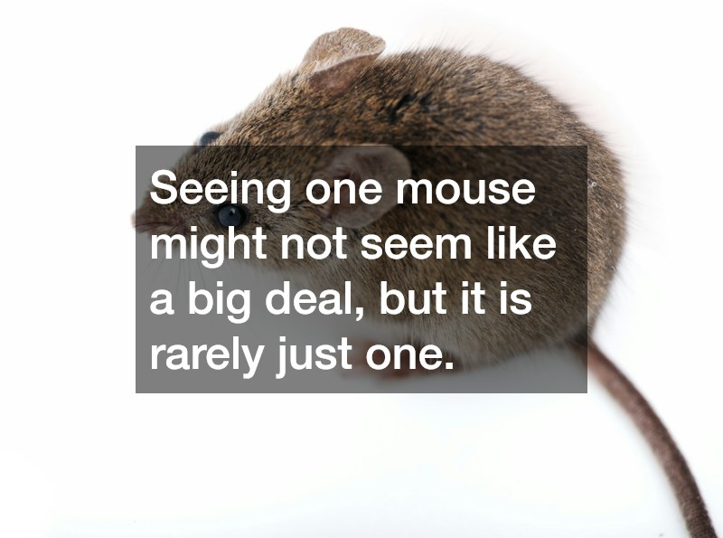 Seeing one mouse might not seem like a big deal, but it is rarely just one.