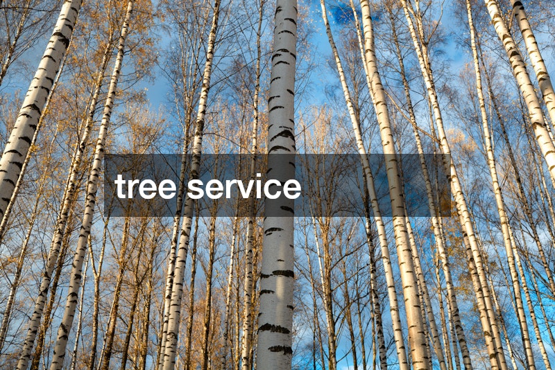 tree service