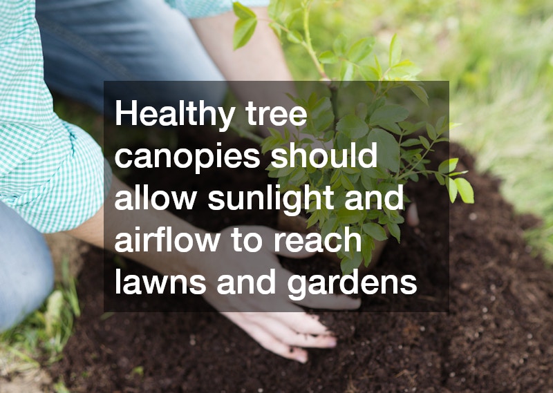 Healthy tree canopies should allow sunlight and airflow to reach lawns and gardens