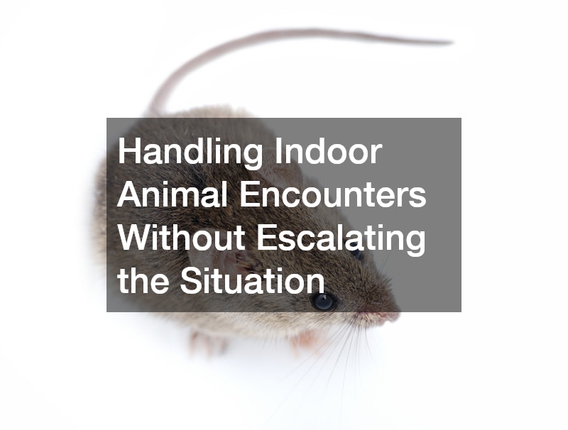 Handling Indoor Animal Encounters Without Escalating the Situation