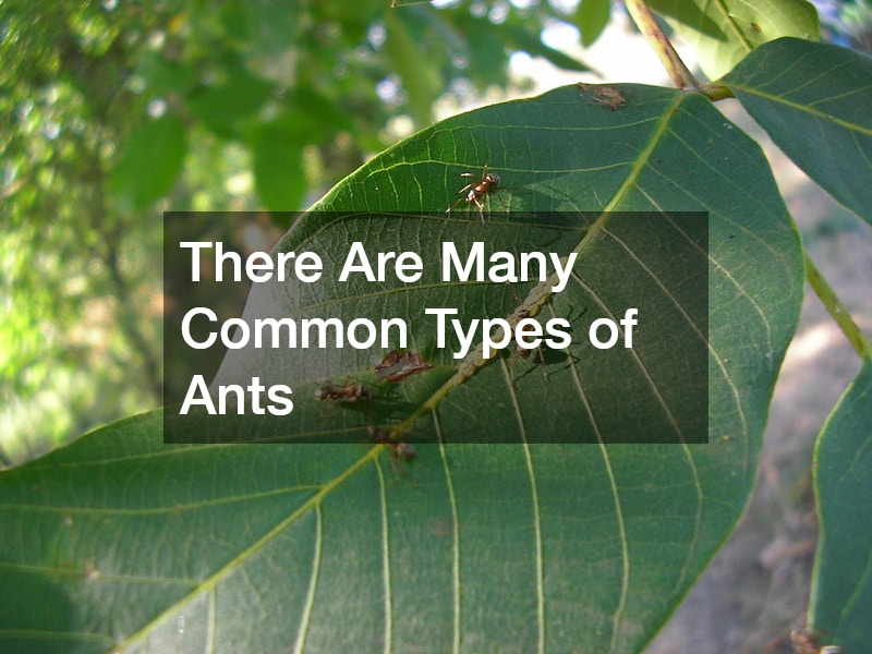 There Are Many Common Types of Ants