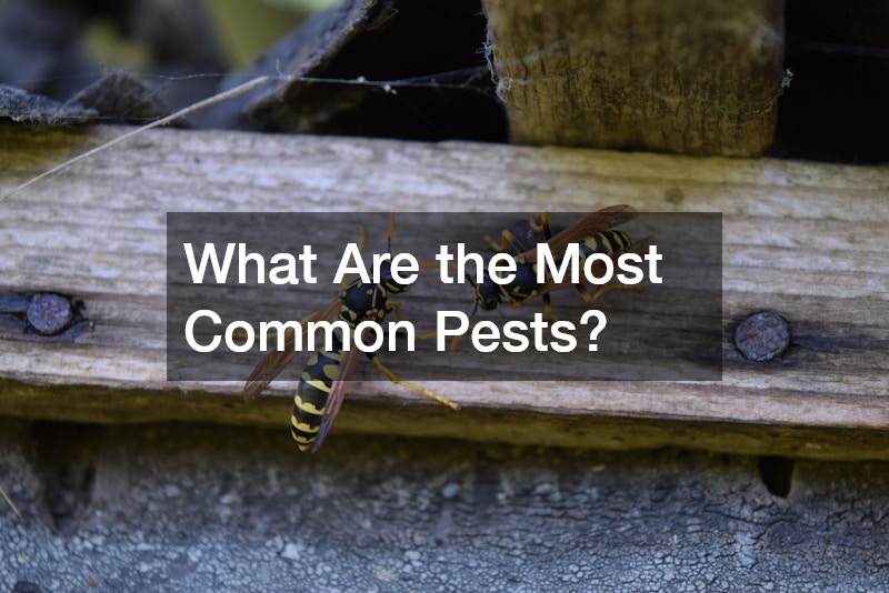 What Are the Most Common Pests?