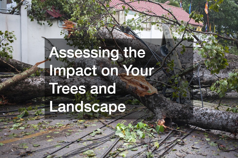 Assessing the Impact on Your Trees and Landscape