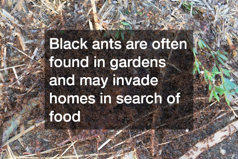Black ants are often found in gardens and may invade homes in search of food