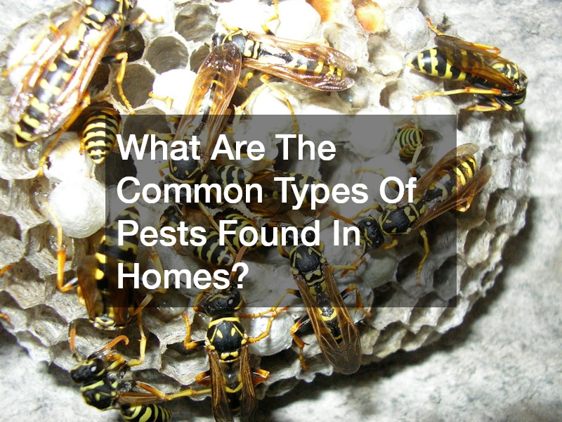 What Are The Common Types Of Pests Found In Homes?