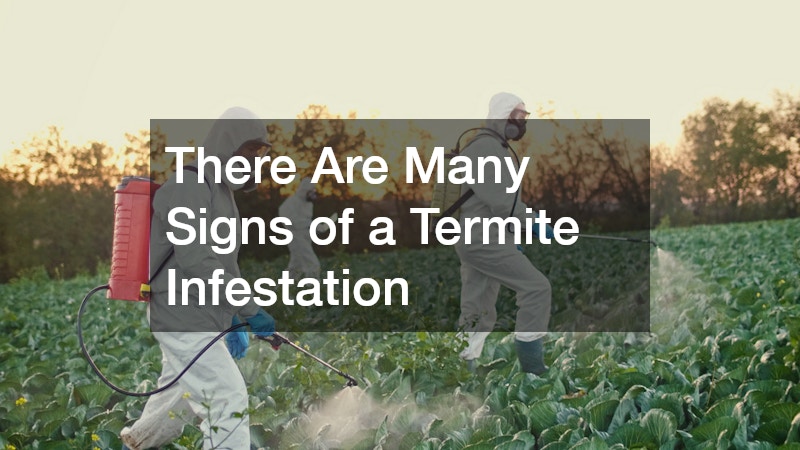 There Are Many Signs of a Termite Infestation