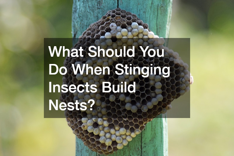 What Should You Do When Stinging Insects Build Nests?