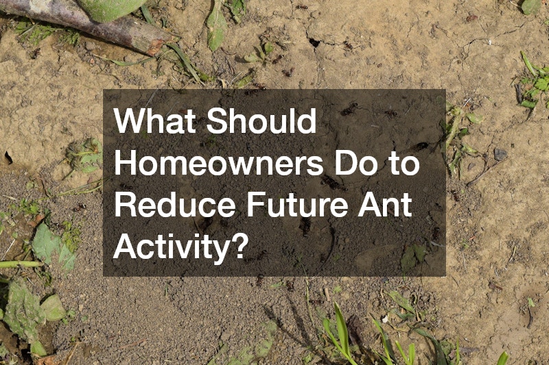 What Should Homeowners Do to Reduce Future Ant Activity?