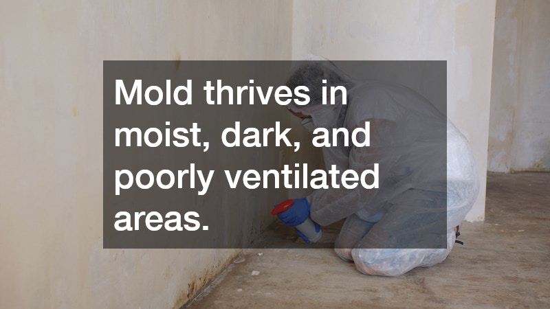 Mold thrives in moist, dark, and poorly ventilated areas.