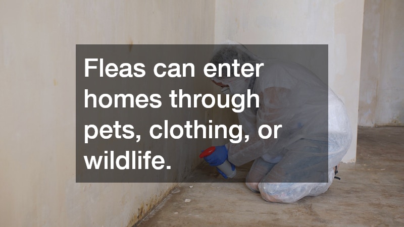 Fleas can enter homes through pets, clothing, or wildlife. 