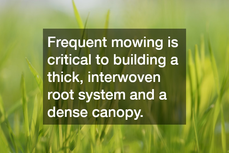 Frequent mowing is critical to building a thick, interwoven root system and a dense canopy.
