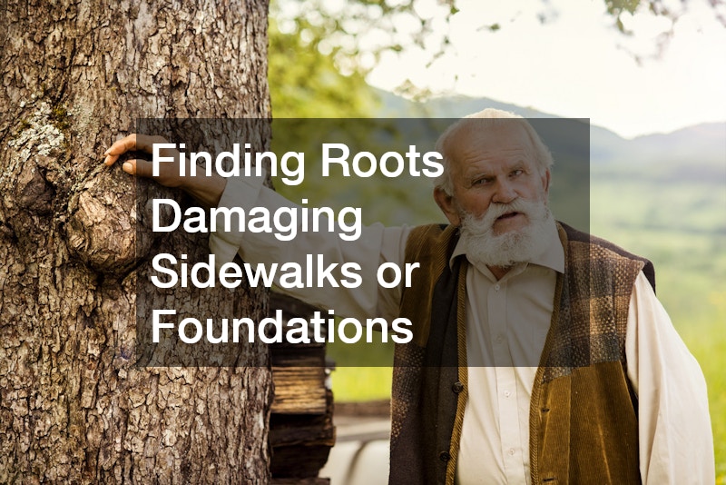Finding Roots Damaging Sidewalks or Foundations