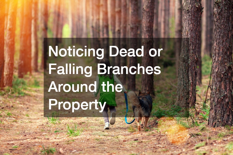 Noticing Dead or Falling Branches Around the Property