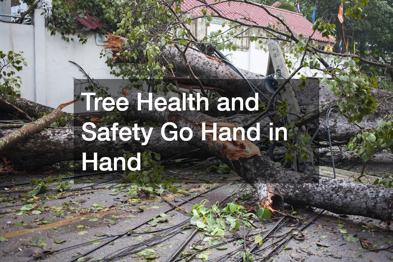 Tree Health and Safety Go Hand in Hand