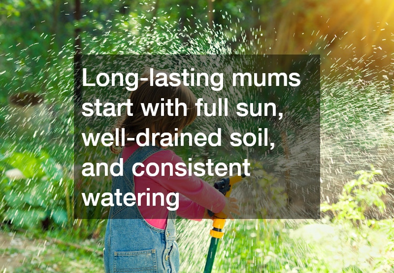 Long-lasting mums start with full sun, well-drained soil, and consistent watering