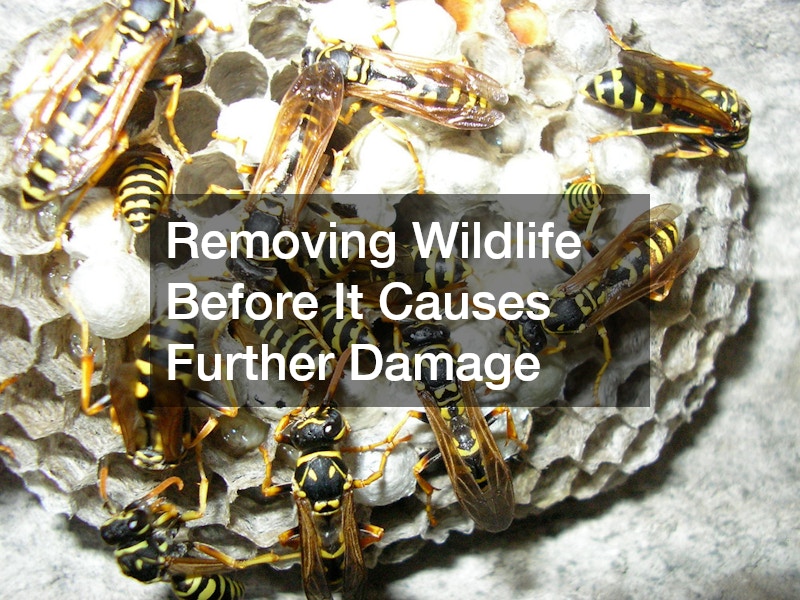 Removing Wildlife Before It Causes Further Damage
