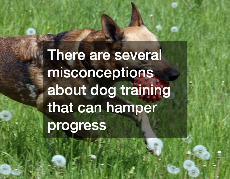 There are several misconceptions about dog training that can hamper progress