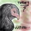 Turkey Vulture