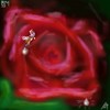 red rose on black velvet with faery