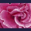 Pink Rose