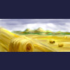 Hay Fields