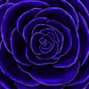 Blue Rose