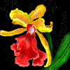 Cattleya