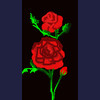 red roses
