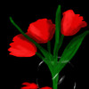 RED TULIPS