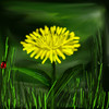 Dandelion