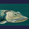 Blackfin Icefish
