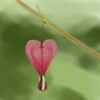 bleeding heart