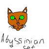 abyssinian cat