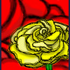 yellow rose